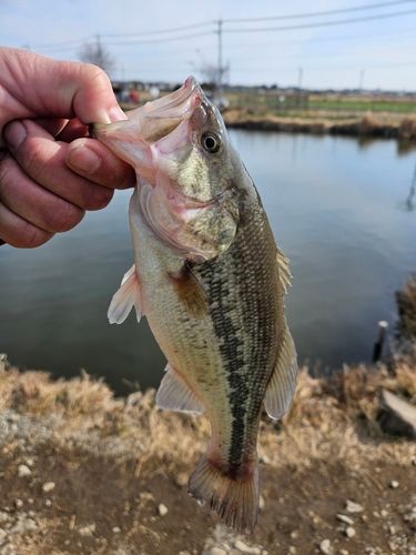 ラージマウスバスの釣果