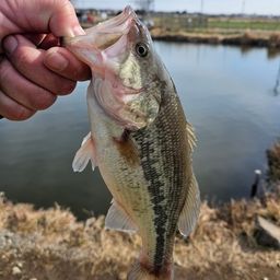 ラージマウスバス