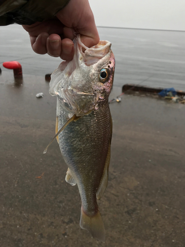 イシモチの釣果