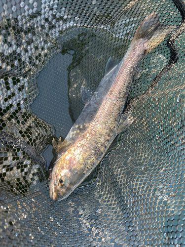 ニジマスの釣果