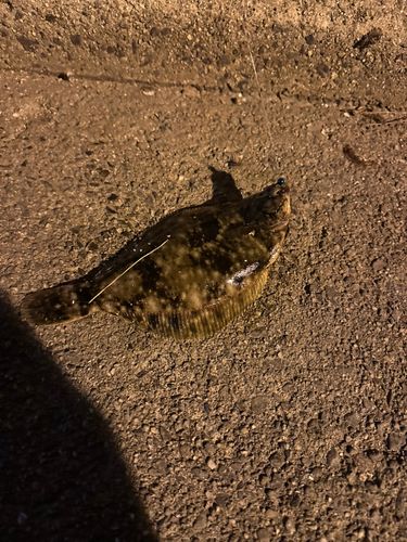 碧南海釣り公園