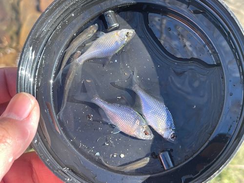 タイリクバラタナゴの釣果