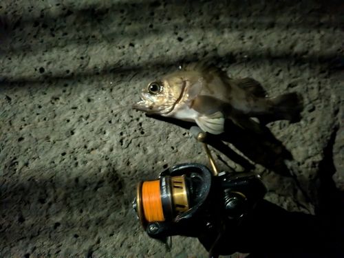 船越湾（福岡）