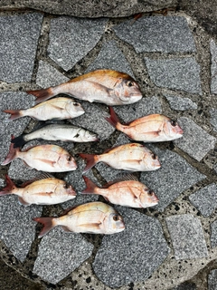 マダイの釣果