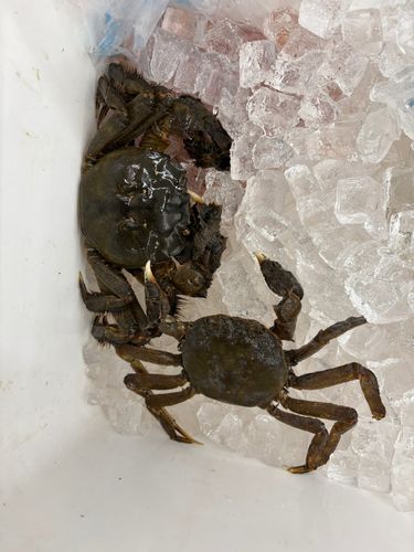 モクズガニの釣果