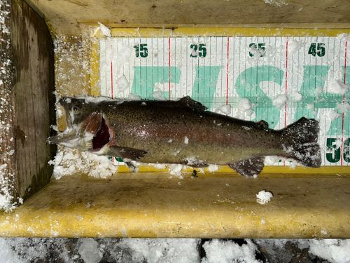 ニジマスの釣果