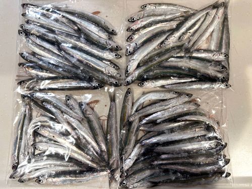 カタクチイワシの釣果