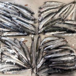 カタクチイワシ