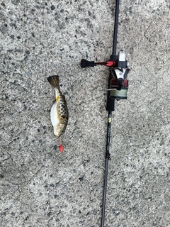 アカメフグの釣果