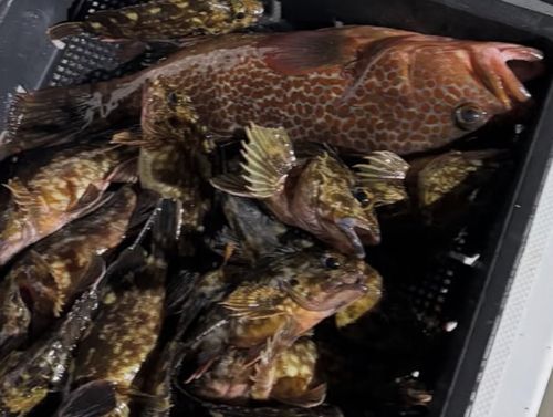 キジハタの釣果