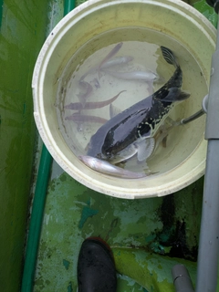 トラフグの釣果