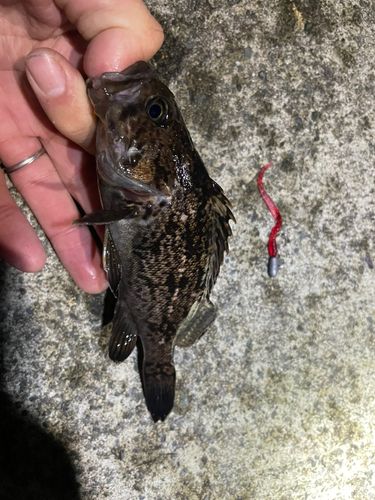 クロソイの釣果