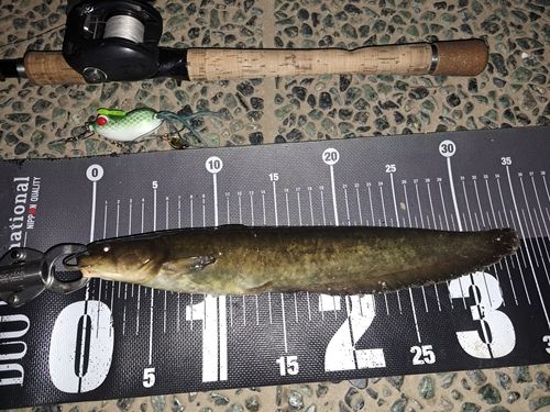 ナマズの釣果