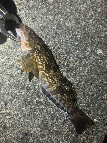 アイナメの釣果