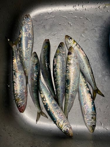 マイワシの釣果