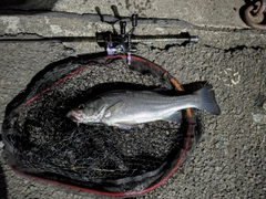 セイゴ（ヒラスズキ）の釣果