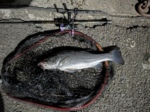 ヒラソウダの釣果