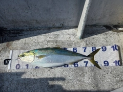 ブリの釣果