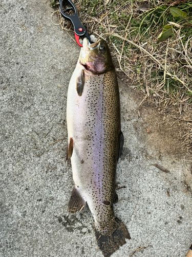 ニジマスの釣果