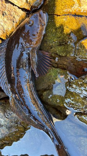 アイナメの釣果