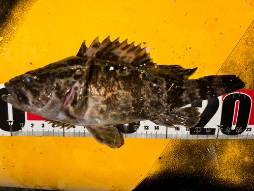 タケノコメバルの釣果