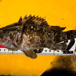 タケノコメバル