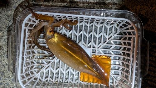 スルメイカの釣果
