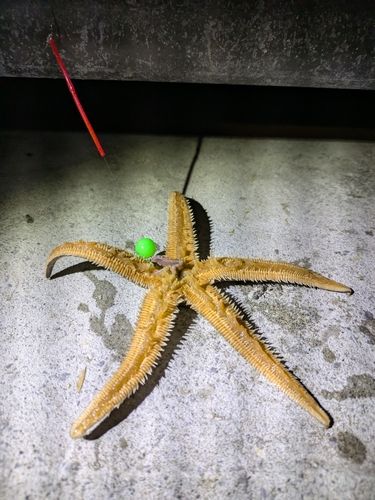 金沢水際線緑地（福浦岸壁）