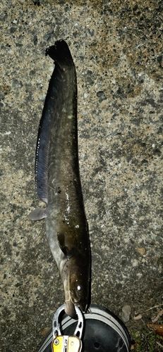 ニホンナマズの釣果