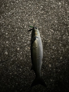 ボラの釣果