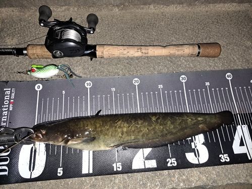 ナマズの釣果