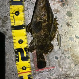 タケノコメバル