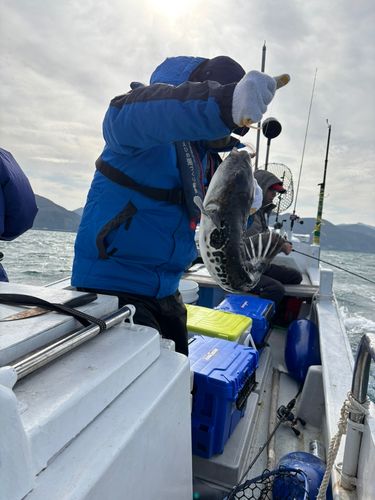 トラフグの釣果