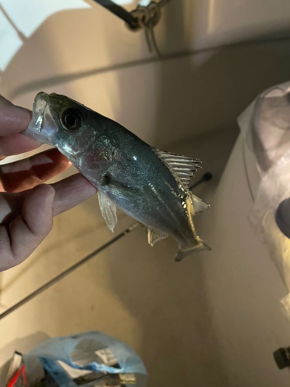 フッコ（マルスズキ）