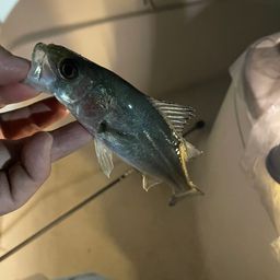 フッコ（マルスズキ）