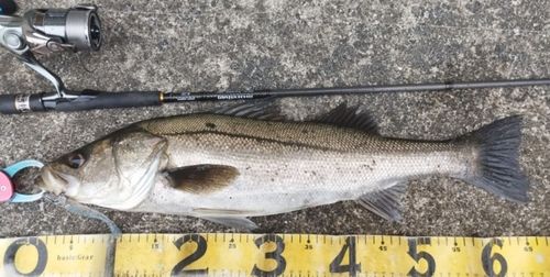 シーバスの釣果