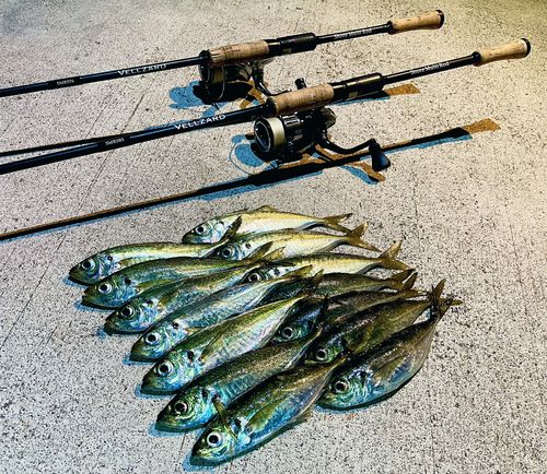 アジの釣果
