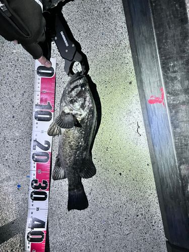 クロソイの釣果