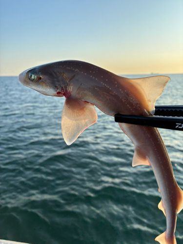 ショウサイフグの釣果