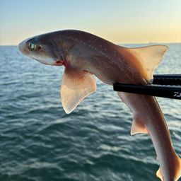 ショウサイフグ