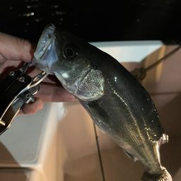 フッコ（マルスズキ）