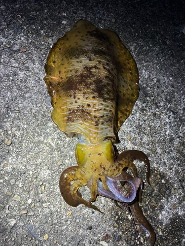 アオリイカの釣果