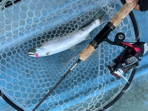 トラウトの釣果