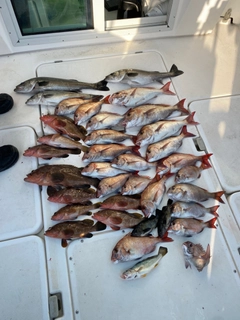 タイの釣果