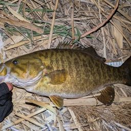 スモールマウスバス