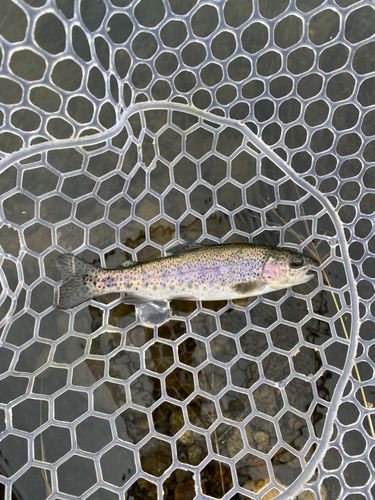 ニジマスの釣果