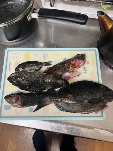 メジナの釣果
