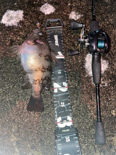 シロメバルの釣果