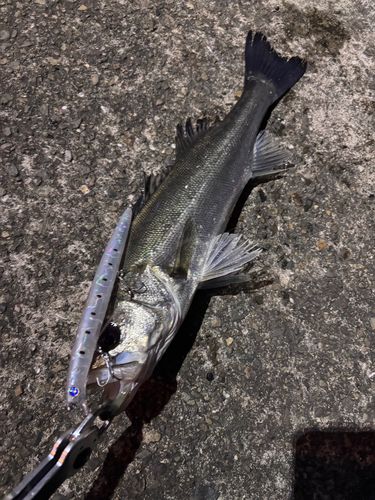 木津川（大阪）