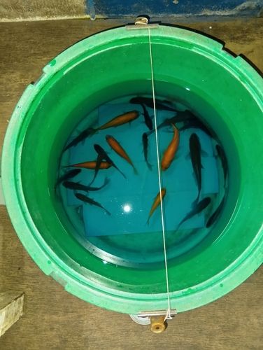 キンギョの釣果